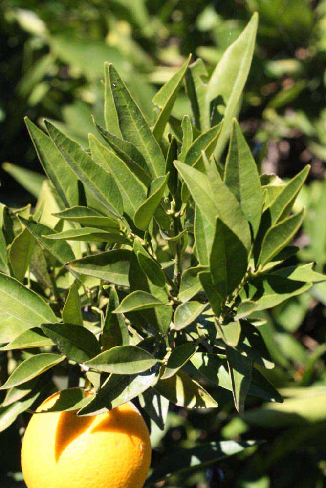            Sun leaves (Riverside, CA)   